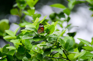 butterflies on leaf