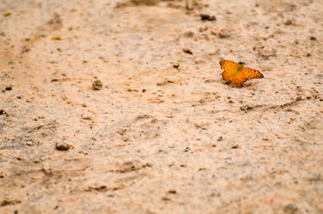 butterfly on the floor