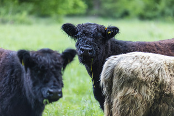 Galloway Rinder Herde