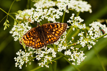 butterfly on a flower