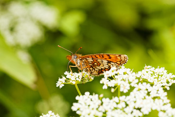 butterfly on a flower