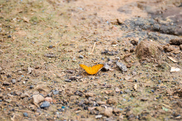 butterfly on the floor