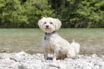 Hund sitzt am Flussufer