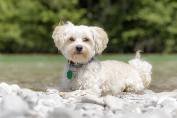 Hund liegt am Flussufer