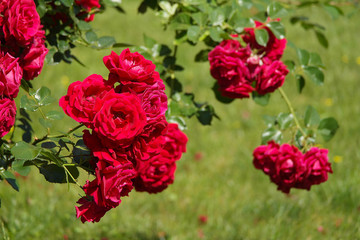 Flower dark red rose