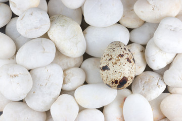 Fototapeta na wymiar Eggs on the rocks