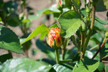 Unopened flower buds of roses