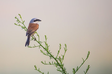 ein Neuntöter sitzt an einem frühen Morgen im Nebel auf einer Wiese