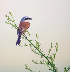 ein Neuntöter sitzt an einem frühen Morgen im Nebel auf einer Wiese