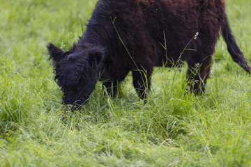 Fototapeta premium Galloway Rinder Herde