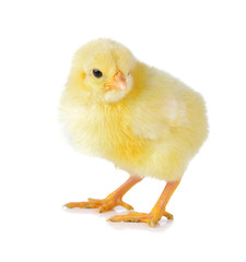 Obraz premium little chicken isolated on the white