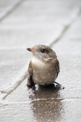 Small sparrowin the rain