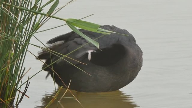 poule d'eau au toilettage 4k