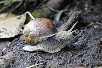 Weinbergschnecke