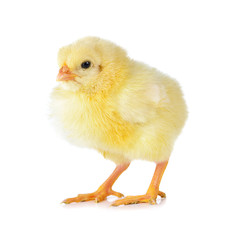 Obraz premium little chicken isolated on the white