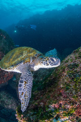 Green Turtle