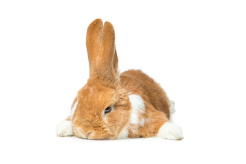 Fototapeta na wymiar Beautiful domestic rabbit