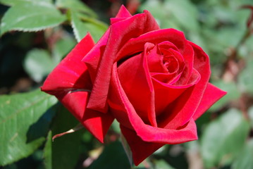 薔薇