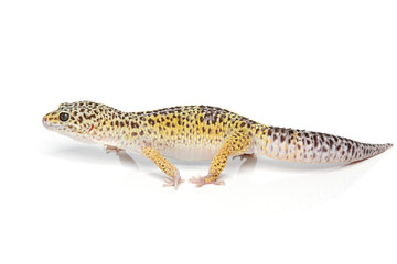 Fototapeta na wymiar Small gicon lizard
