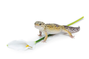 Small gicon lizard