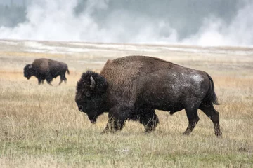 Rolgordijnen American bison (Bison bison) © philipbird123