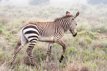 Fototapeta na wymiar Mountain zebra foal walking in misty conditions