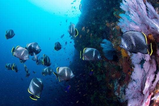 Wrought iron butterflyfish
