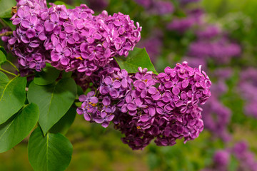 Close up of a branch with spring lilac flowers