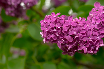 Close up of a purple lilac flowers