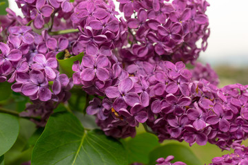 Close up of a beautiful purple lilac flowers