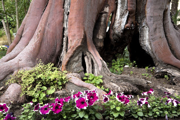 Tree with unusual bark and flowers in a hotel garden in Sorrento in Campania Southern Italy