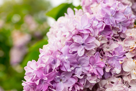 Close up of a beautiful lilac flowers