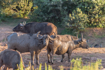 Obraz premium Mud covered buffaloes at sunset