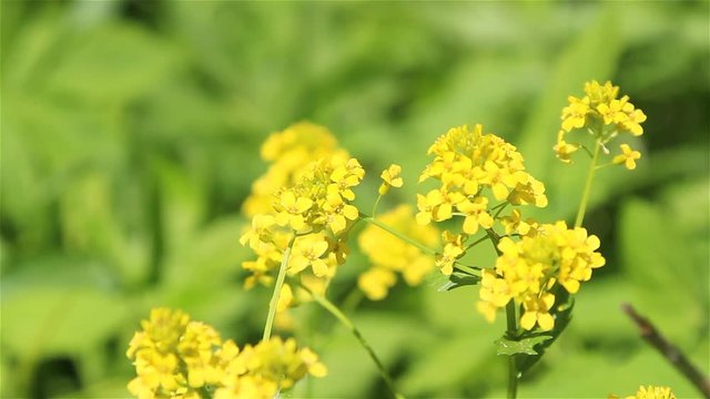 Winter cress field flowers on a sunny day