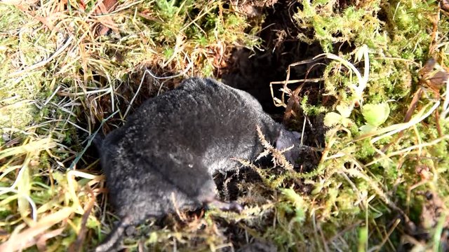 Mole in the grass in the garden .Mole - Talpa europaea