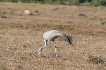 National bird of South Africa, the Blue Crane