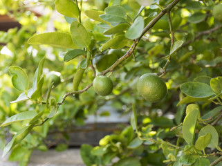 Fototapeta premium green limes - lime tree