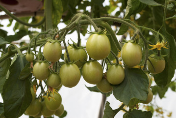 Green Tomatoes Growing in a Hanging Pot in a Greenhouse