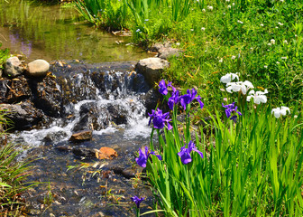 Flowering Japanese garden, Kyoto Japan.
カキツバタの咲く日本庭園　京都