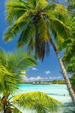 Paradise view of Rangiroa atoll, French Polynesia