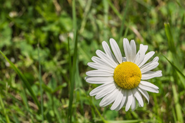 Obraz premium Margerite