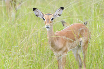 Naklejka na ściany i meble Impala (Aepyceros melampus) standing in high grass, looking at camera, Akagera, national park, Rwanda