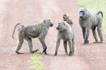 Olive baboon (Papio cynocephalus anubis) communicating on the ground, Akagera National Park,...