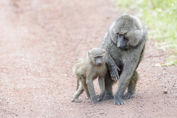 Olive baboon (Papio cynocephalus anubis) mother and child playing on the ground, Akagera National Park, Rwanda, Africa