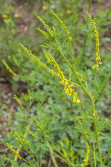 Steinklee - Honigklee