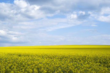 Obraz premium Rape field, Podolia region, Ukraine