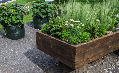 Plants and vegetables grown in a wooden box, close up