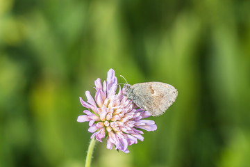 Schmetterling auf Witwenblume