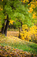 Naklejka premium Beautiful park in it is yellow green shades of foliage