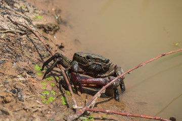 the crab at countryside in thailand